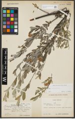 Foto von Salix repens L.